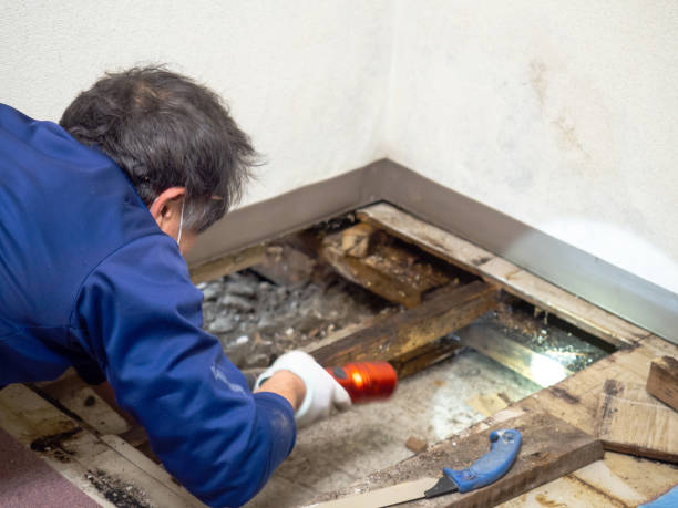 Best Office Mold Removal Services  in Leland Grove, IL