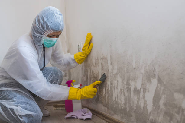 Best Mold Damage Repair  in Leland Grove, IL