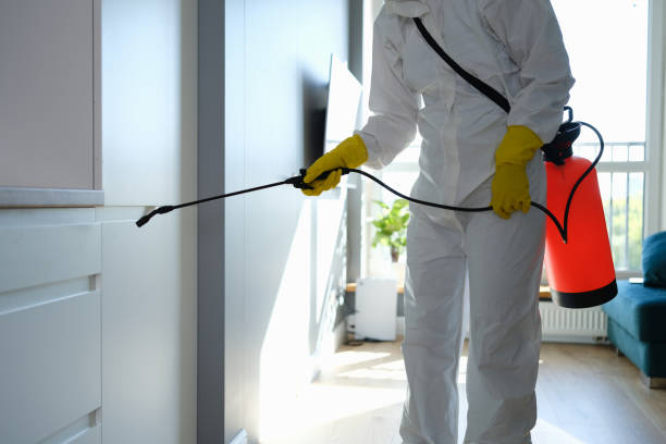 Best Local Mold Removal Service  in Leland Grove, IL