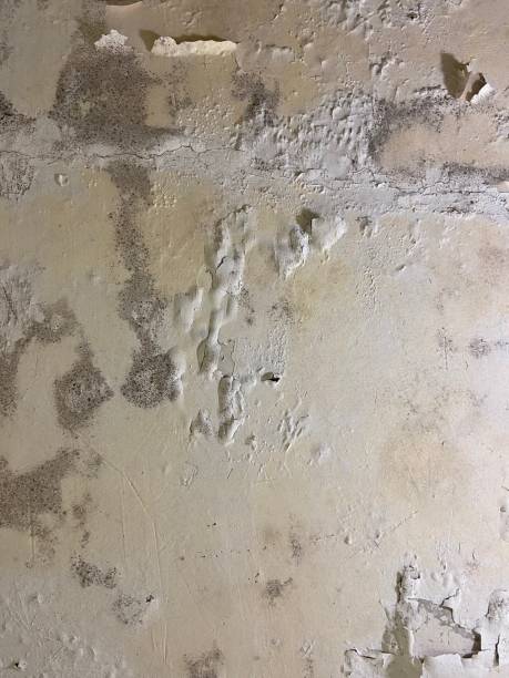 Professional Mold Removal in Leland Grove, IL