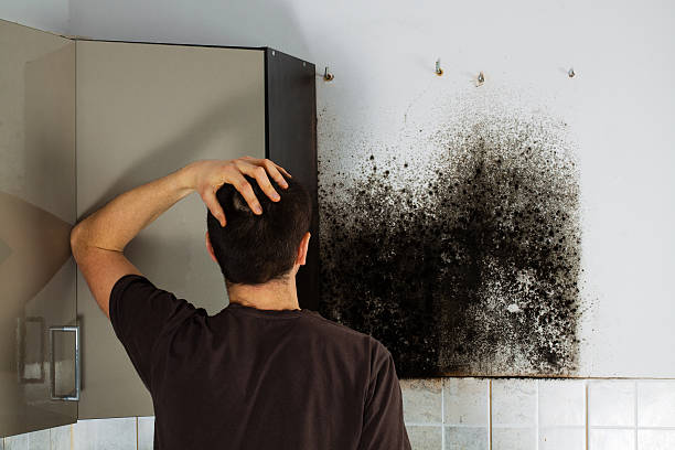 Mold Removal and Inspection in Leland Grove, IL