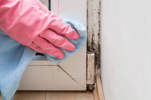 Best Mold Removal Process  in Leland Grove, IL