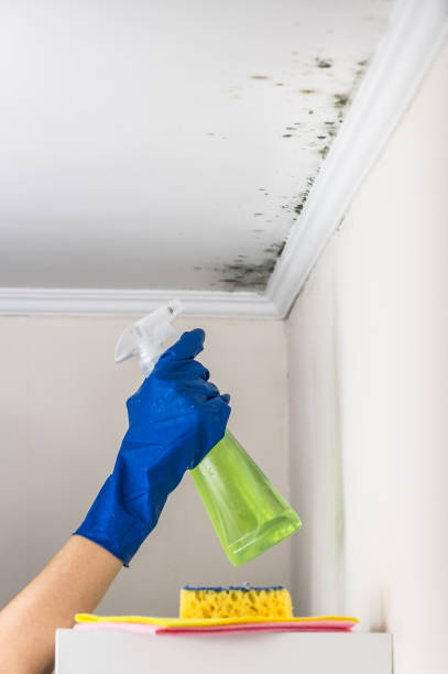 Best Mold Cleaning Services  in Leland Grove, IL